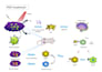 create scientific illustrations, and graphical abstracts